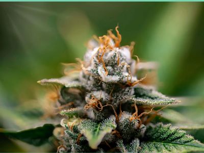 Cannabis