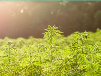 Hemp Law